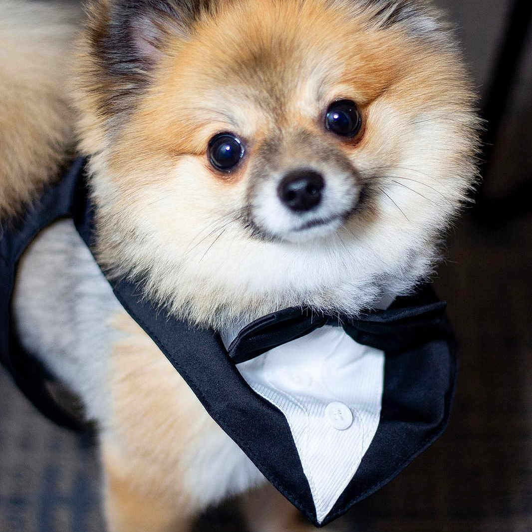 Teddy joined the competition — help win amazing prizes! adorable, animal, black_bowtie, canine, closeup, costume, cute, dog, domestic_animal, fancy, fluffy, fur, indoor, looking_up, pet, pomeranian, portrait, small_dog, tuxedo, white_shirt