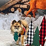 Teddy joined the competition — help win amazing prizes! dog, pomeranian, sweater, tie, plush_rug, wood_logs, cotton_snow, decorative_trees, plaid_pattern, green_tree, red_tree, faux_deer, holiday_decor, festive, indoor, pet, cute, fluffy, winter_theme, christmas