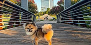 Teddy joined the competition — help win amazing prizes! dog, pomeranian, bridge, wooden_bridge, leash, skyscraper, building, trees, flowering_bushes, sunset, shadow, outdoor, park, person, walking, greenery, sky, urban, nature, pet
