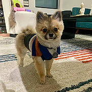 Teddy joined the competition — help win amazing prizes! dog, puppy, sweater, carpet, living_room, furniture, plush_toy, window, chair, table, decor, statue, indoor, pet, cute, small_dog, knitted_clothing, patterned_rug, cozy, home
