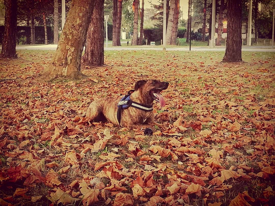 Hobby participe au concours pour gagner de l'argent avec cette photo : branch, carnivore, companion_dog, deciduous, dog, dog_breed, fawn, grass, leaf, mammal, people_in_nature, plant, shade, sunlight, tints_and_shades, tree, trunk, vertebrate, wood, woody_plant