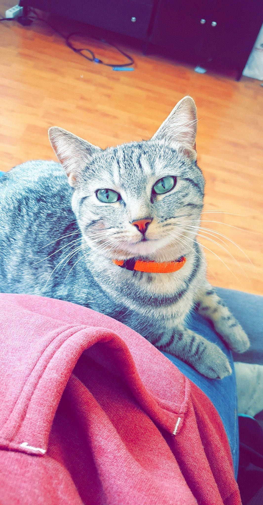 Orion a rejoint le concours — aidez-le/la à gagner de superbes lots ! aegean_cat, american_shorthair, american_wirehair, asian, australian_mist, british_shorthair, california_spangled, carnivore, cat, chartreux, domestic_short_haired_cat, european_shorthair, felidae, kitten, mammal, pixie_bob, russian_blue, small_to_medium_sized_cats, tabby_cat, whiskers