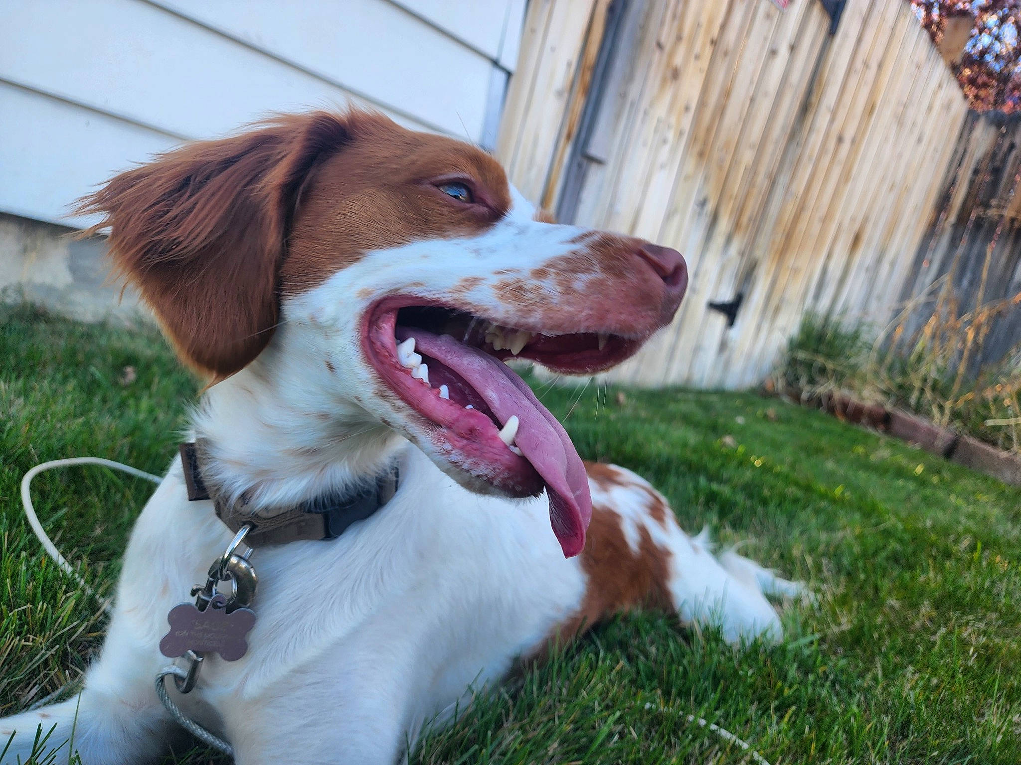 Sage joined the competition — help win amazing prizes! biting, brittany, carnivore, collar, companion_dog, dog, dog_breed, dog_collar, fur, grass, gun_dog, leash, liver, plant, pointing_breed, snout, spaniel, sporting_group, whiskers, working_animal