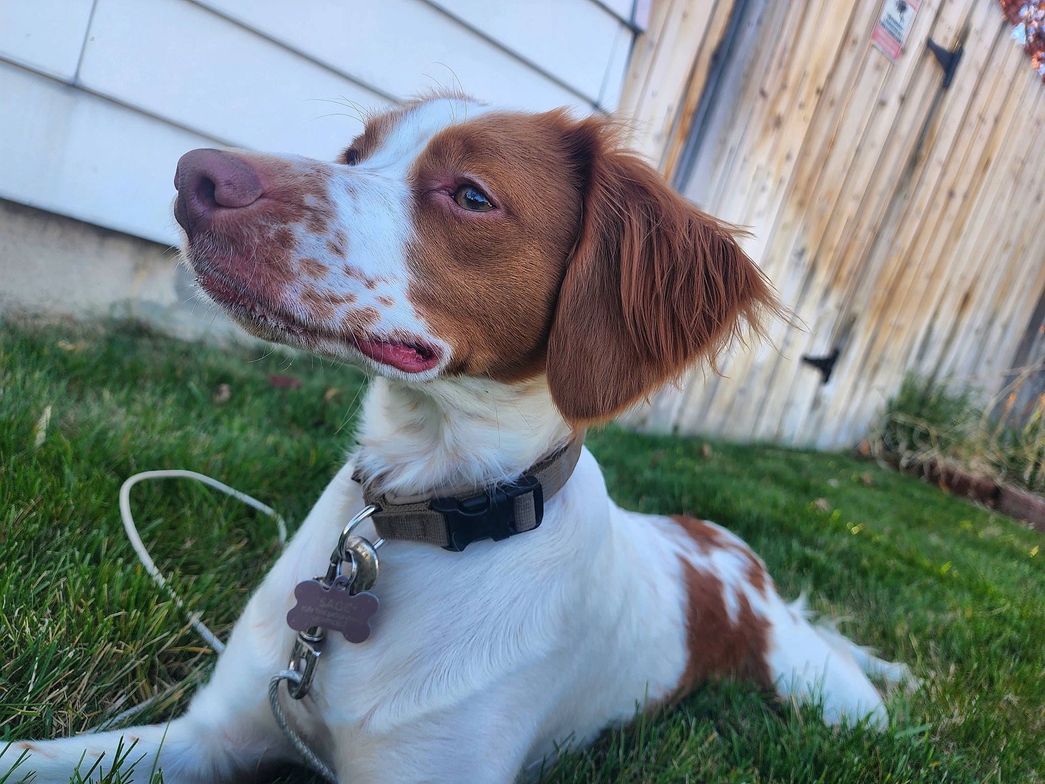 Sage joined the competition — help win amazing prizes! canidae, carnivore, collar, companion_dog, dog, dog_breed, dog_collar, fawn, fur, grass, gun_dog, hunting_dog, leash, liver, plant, pointing_breed, snout, sporting_group, whiskers, working_animal