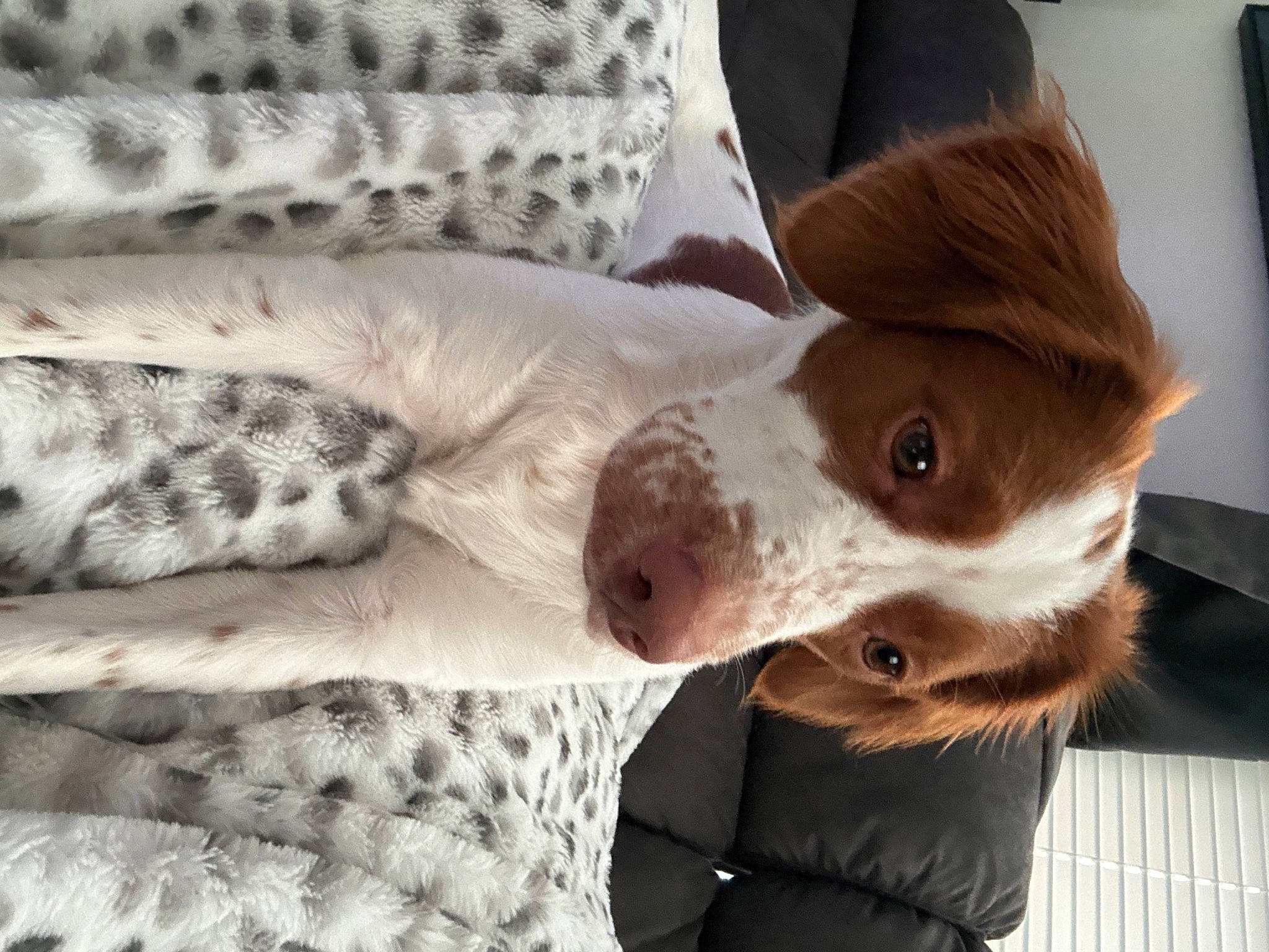 Sage is registered to the contest to win money with this photo: carnivore, collar, comfort, companion_dog, couch, dog, dog_breed, dog_collar, dog_supply, fawn, felidae, fur, grey, linens, liver, pattern, sighthound, snout, whiskers, working_animal