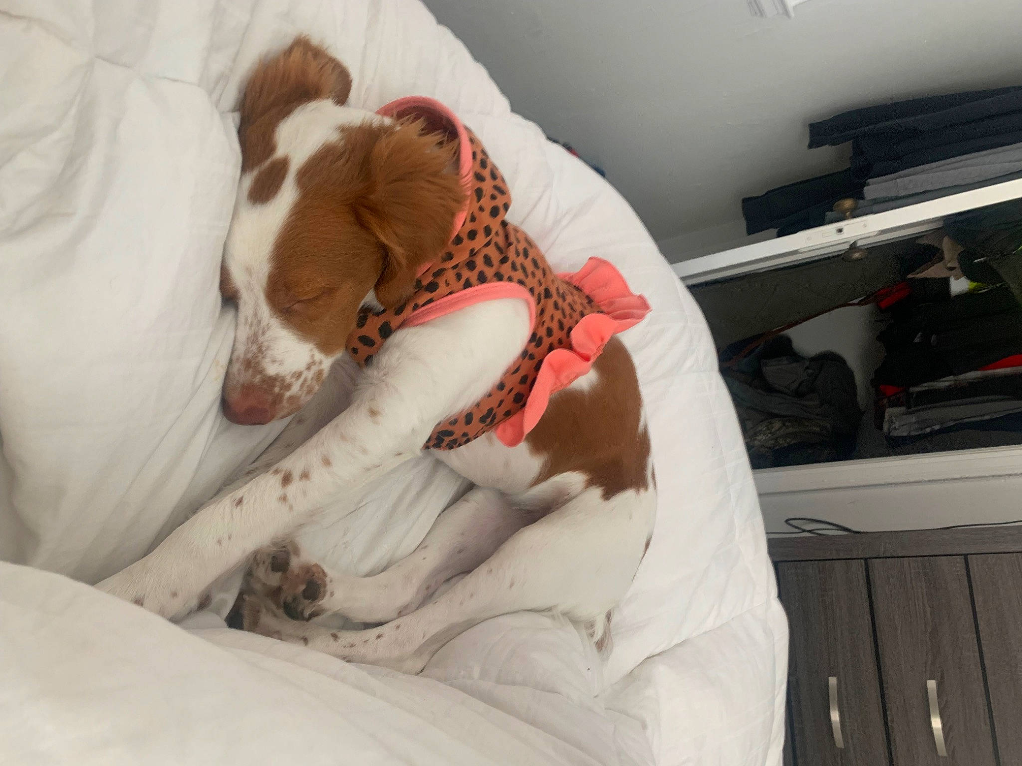 Sage joined the competition — help win amazing prizes! bed, bedding, bedtime, canidae, carnivore, comfort, companion_dog, couch, dog, dog_breed, fawn, fur, linens, nap, pillow, room, snout, sporting_group, whiskers, working_animal