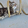 Athéna participe au concours pour gagner de l'argent avec cette photo : kitten, cat, tabby, pet, animal, curious, playful, hose, orange_stripe, concrete, floor, wall, outdoor, young, whiskers, fur, small, cute, looking_up, paws
