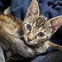 kitten, cat, tabby, fur, close_up, animal, pet, whiskers, ears, eyes, cute, young, feline, portrait, looking, curious, soft, resting, indoor, cozy
