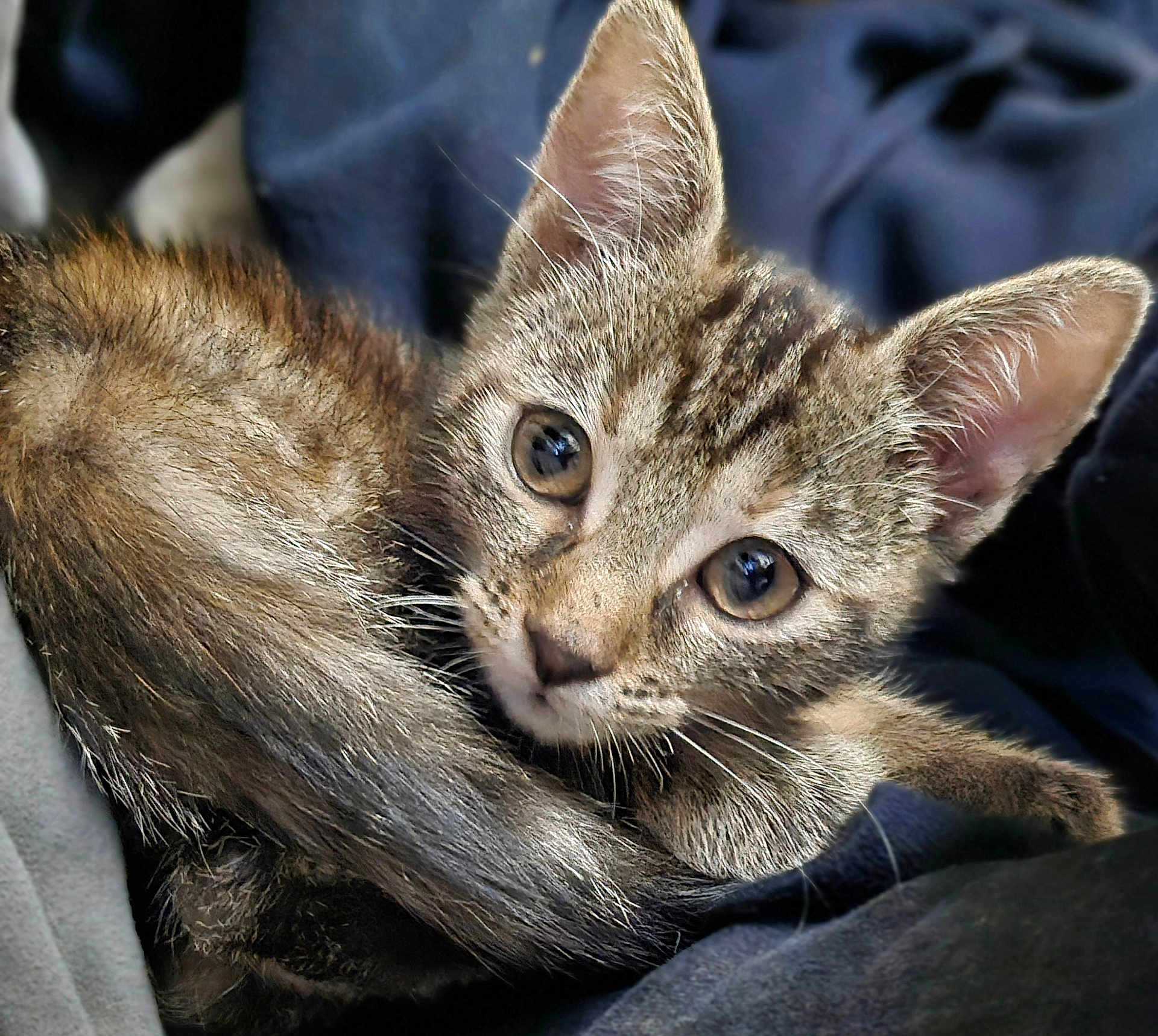 Athéna participe au concours pour gagner de l'argent avec cette photo : kitten, cat, tabby, fur, close_up, animal, pet, whiskers, ears, eyes, cute, young, feline, portrait, looking, curious, soft, resting, indoor, cozy