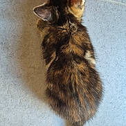 Athéna a rejoint le concours — aidez-le/la à gagner de superbes lots ! kitten, cat, tortoiseshell, fur, red_bowl, floor, tile, pet, animal, small, cute, young, domestic, feline, whiskers, tail, ears, sitting, indoor, closeup