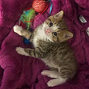 Tigger is registered to the contest to win money with this photo: kitten, cat, pet, furry, cute, purple_blanket, toy, feathers, indoor, sleepy, small, young, cozy, striped, white_paws, playful, animal, domestic, resting, curious