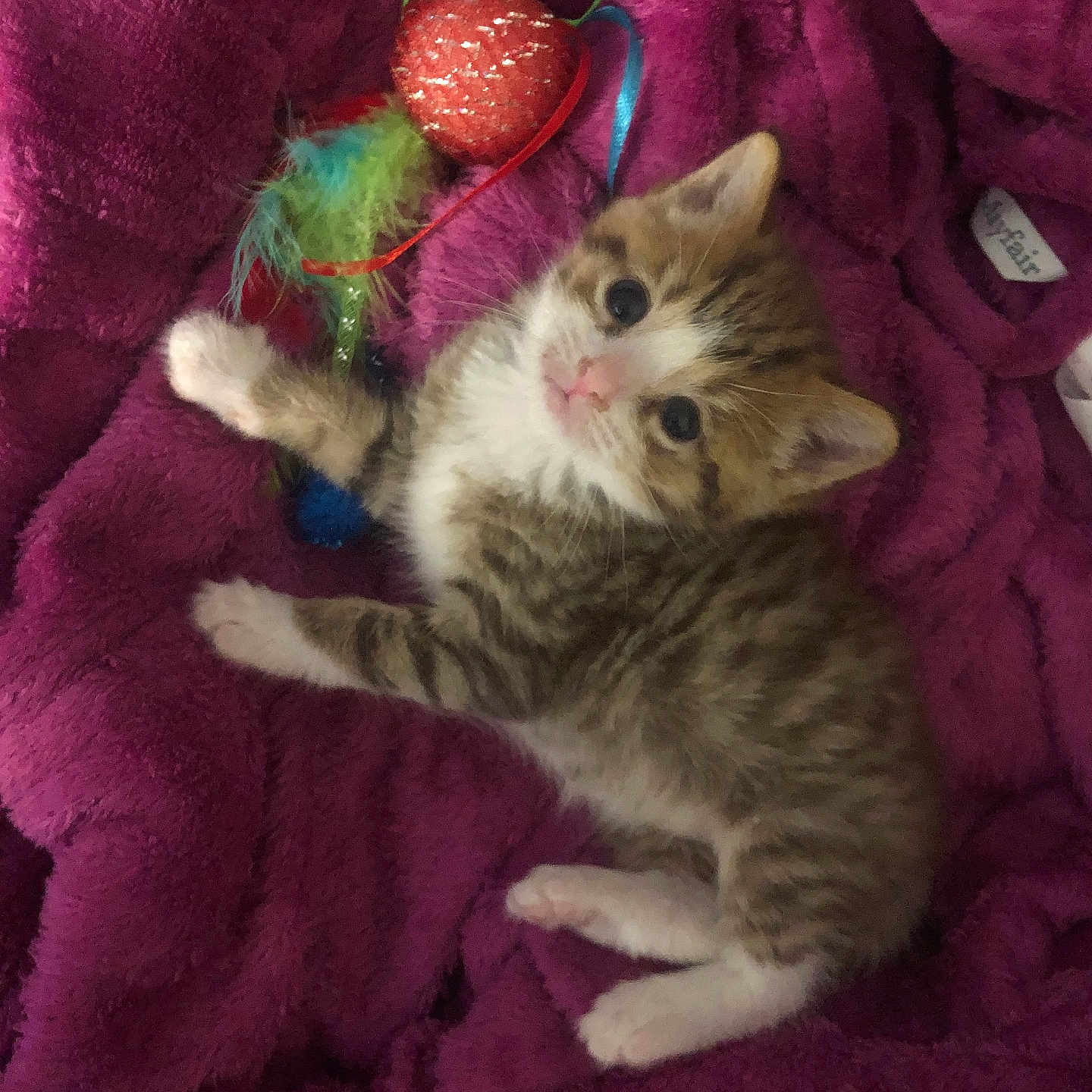 Tigger is registered to the contest to win money with this photo: animal, cat, cozy, curious, cute, domestic, feathers, furry, indoor, kitten, pet, playful, purple_blanket, resting, sleepy, small, striped, toy, white_paws, young