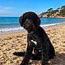 Aby a rejoint le concours — aidez-le/la à gagner de superbes lots ! animal, beach, black_dog, coast, collar, curly_fur, daytime, dog, leash, nature, ocean, outdoor, pet, portrait, sand, shoreline, sitting, sky, sunny, water