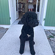 Aby participe au concours pour gagner de l'argent avec cette photo : animal, black_dog, chair, concrete_path, curly_fur, dog, doorway, floral_dress, furniture, green_shutters, house, indoor, outdoor, pet, portrait, sitting, tray, waiting, wall_art, woman