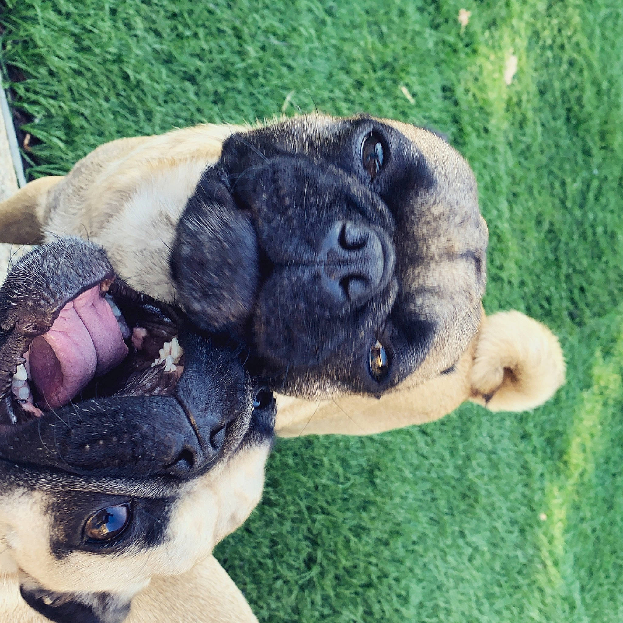 Shophie is registered to the contest to win money with this photo: bulldog, canidae, carnivore, collar, companion_dog, dog, dog_breed, fawn, foot, fur, grass, non_sporting_group, paw, plant, plush, snout, sporting_group, stuffed_toy, terrestrial_animal, working_animal