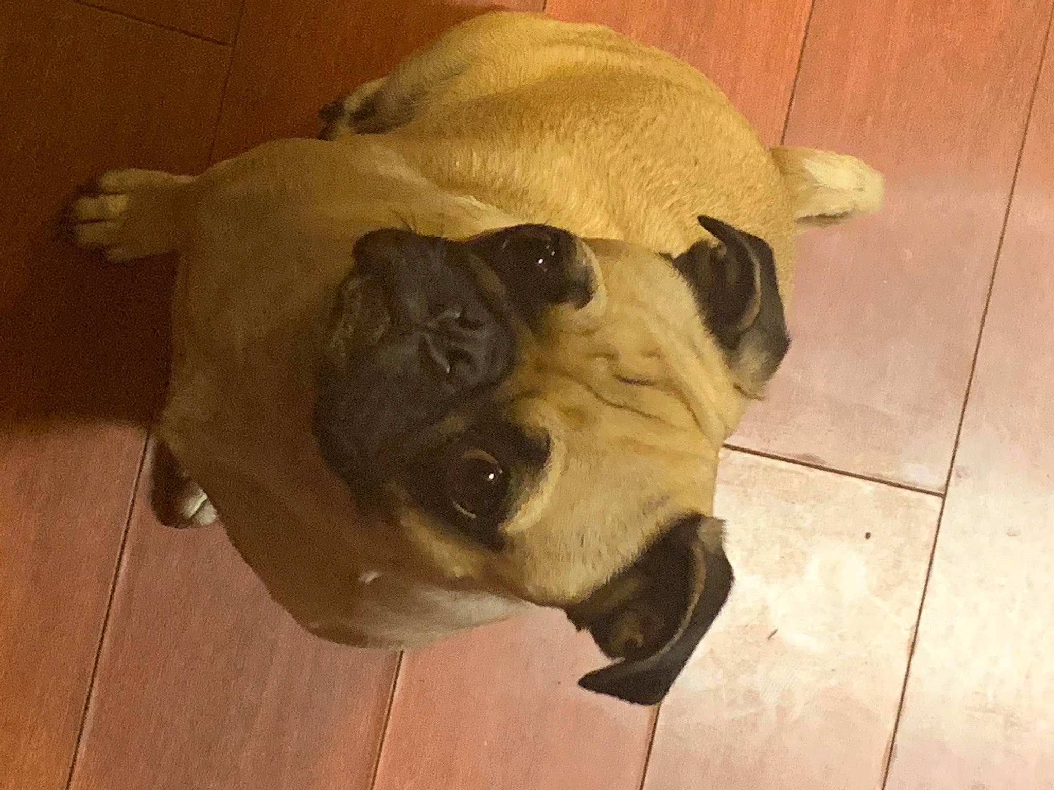 Shophie is registered to the contest to win money with this photo: carnivore, companion_dog, dog, dog_breed, ear, fawn, floor, flooring, fur, hardwood, jaw, pug, snout, sporting_group, terrestrial_animal, tile_flooring, whiskers, wood, working_animal, wrinkle