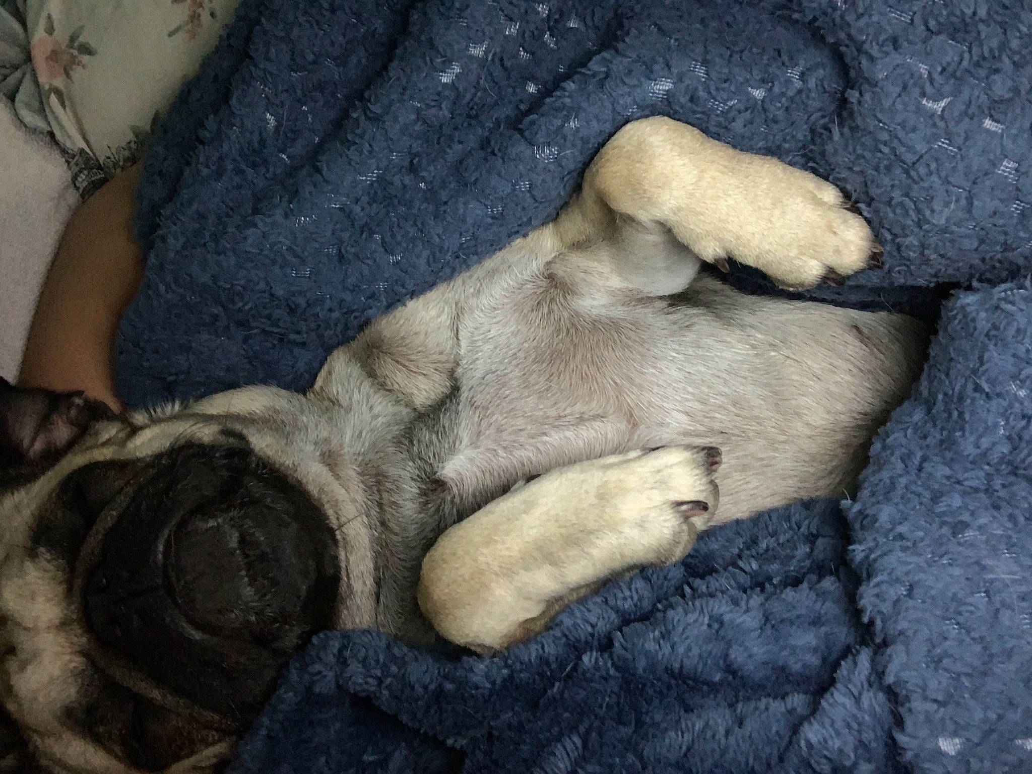 Shophie is registered to the contest to win money with this photo: art, artifact, comfort, finger, foot, fur, gesture, hand, human_leg, leg, mammal, nail, painting, rock, sculpture, snout, wood, wool, wrinkle, wrist