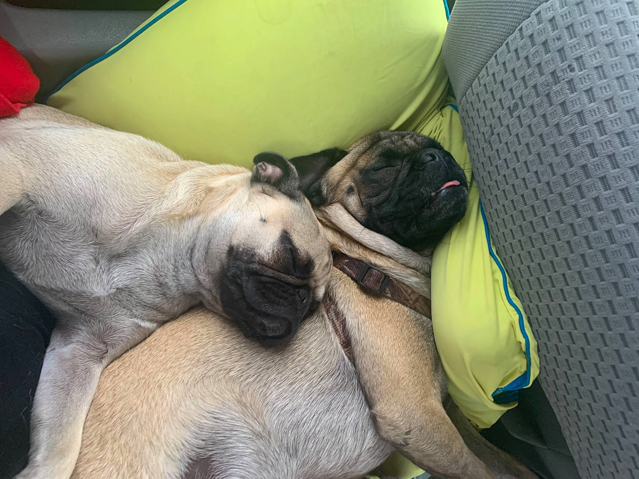 Shophie is registered to the contest to win money with this photo: bulldog, canidae, carnivore, comfort, companion_dog, dog, dog_breed, fawn, grass, nap, non_sporting_group, paw, pug, snout, sporting_group, terrestrial_animal, toy_dog, whiskers, working_animal, wrinkle