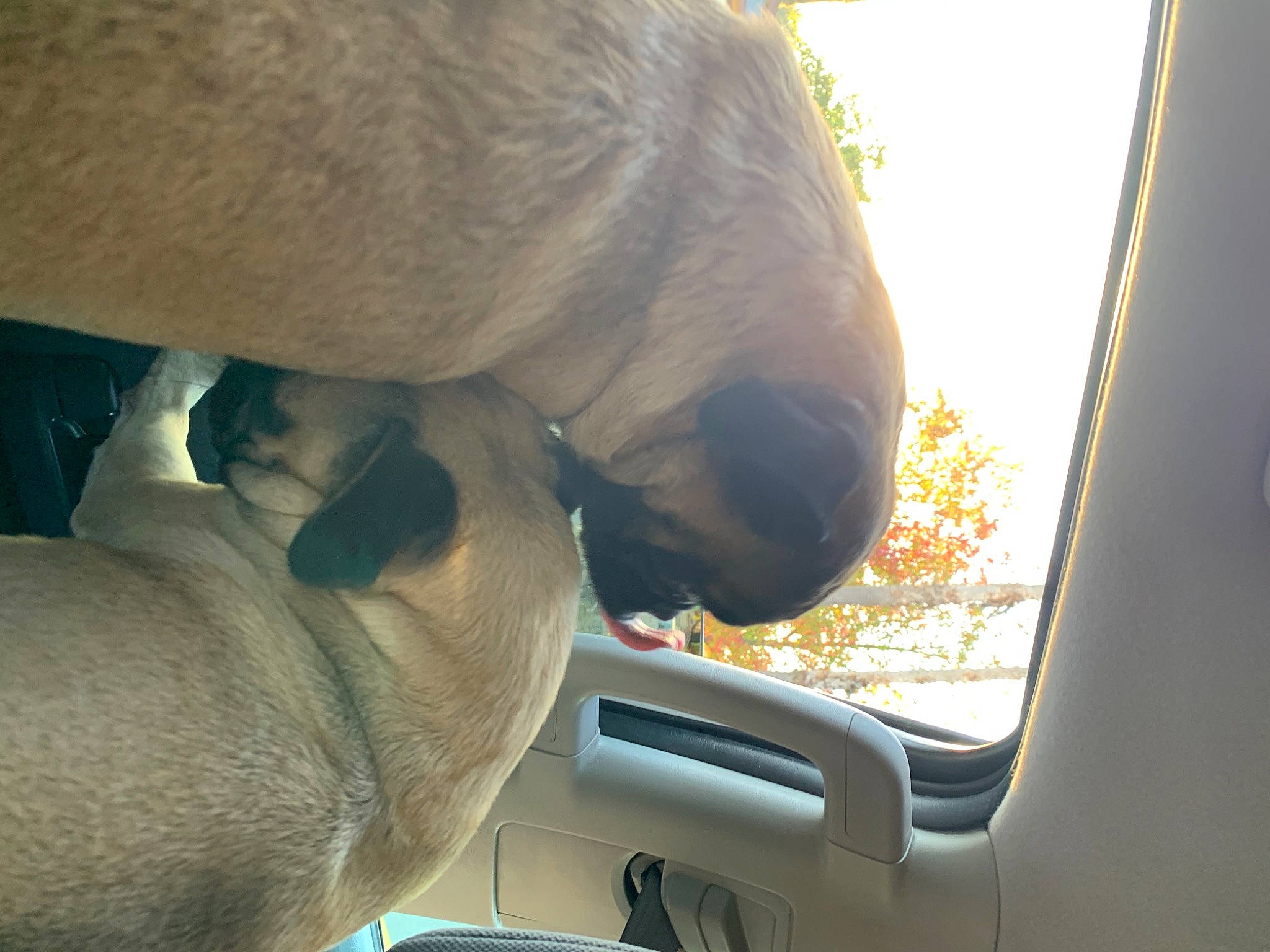 Shophie joined the competition — help win amazing prizes! automotive_exterior, automotive_mirror, car, dog_breed, family_car, fawn, gesture, head, plant, rear_view_mirror, sky, snout, steering_wheel, terrestrial_animal, tints_and_shades, tree, vehicle_door, window, windshield, working_animal