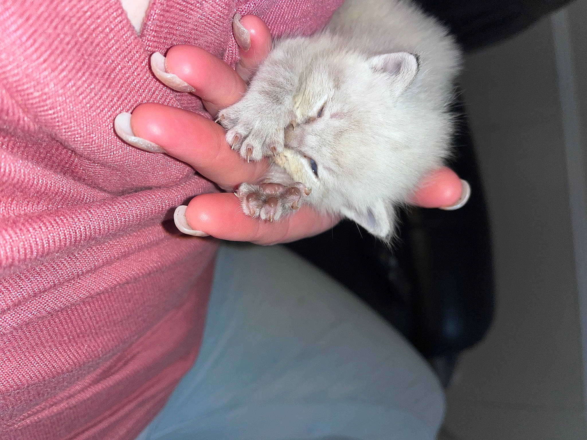 Jellybean is registered to the contest to win money with this photo: canidae, carnivore, cat, claw, comfort, domestic_short_haired_cat, felidae, finger, fur, gesture, hand, mouse, nail, paw, rodent, small_to_medium_sized_cats, whiskers