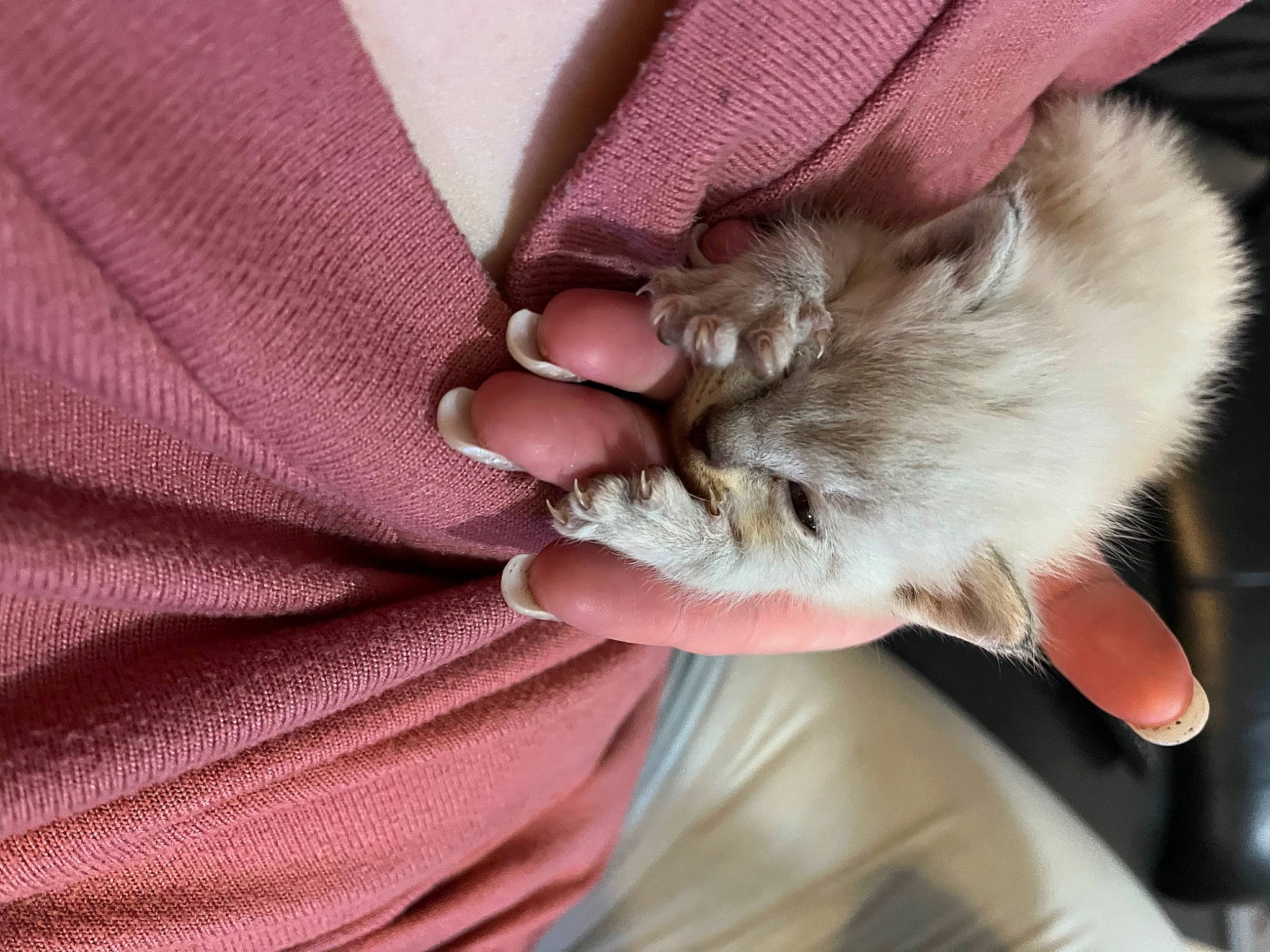 Jellybean joined the competition — help win amazing prizes! carnivore, cat, claw, comfort, domestic_short_haired_cat, fawn, felidae, fur, gesture, nail, nap, paw, small_to_medium_sized_cats, whiskers