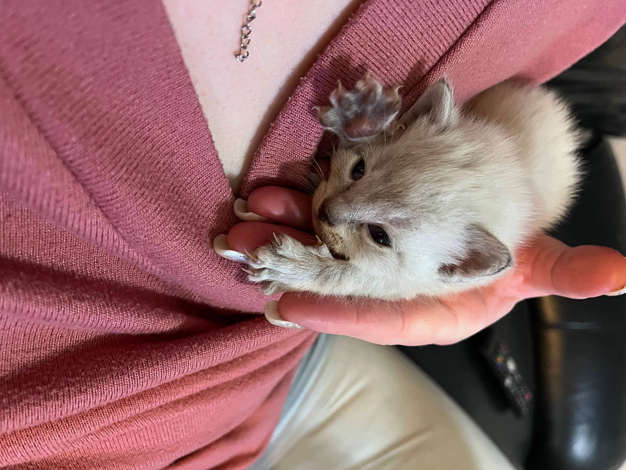 Jellybean joined the competition — help win amazing prizes! claw, collar, dress_shirt, fashion_accessory, fawn, felidae, finger, fur, hamster, mouse, muroidea, nail, pattern, paw, rat, rodent, sleeve, small_to_medium_sized_cats, snout, whiskers