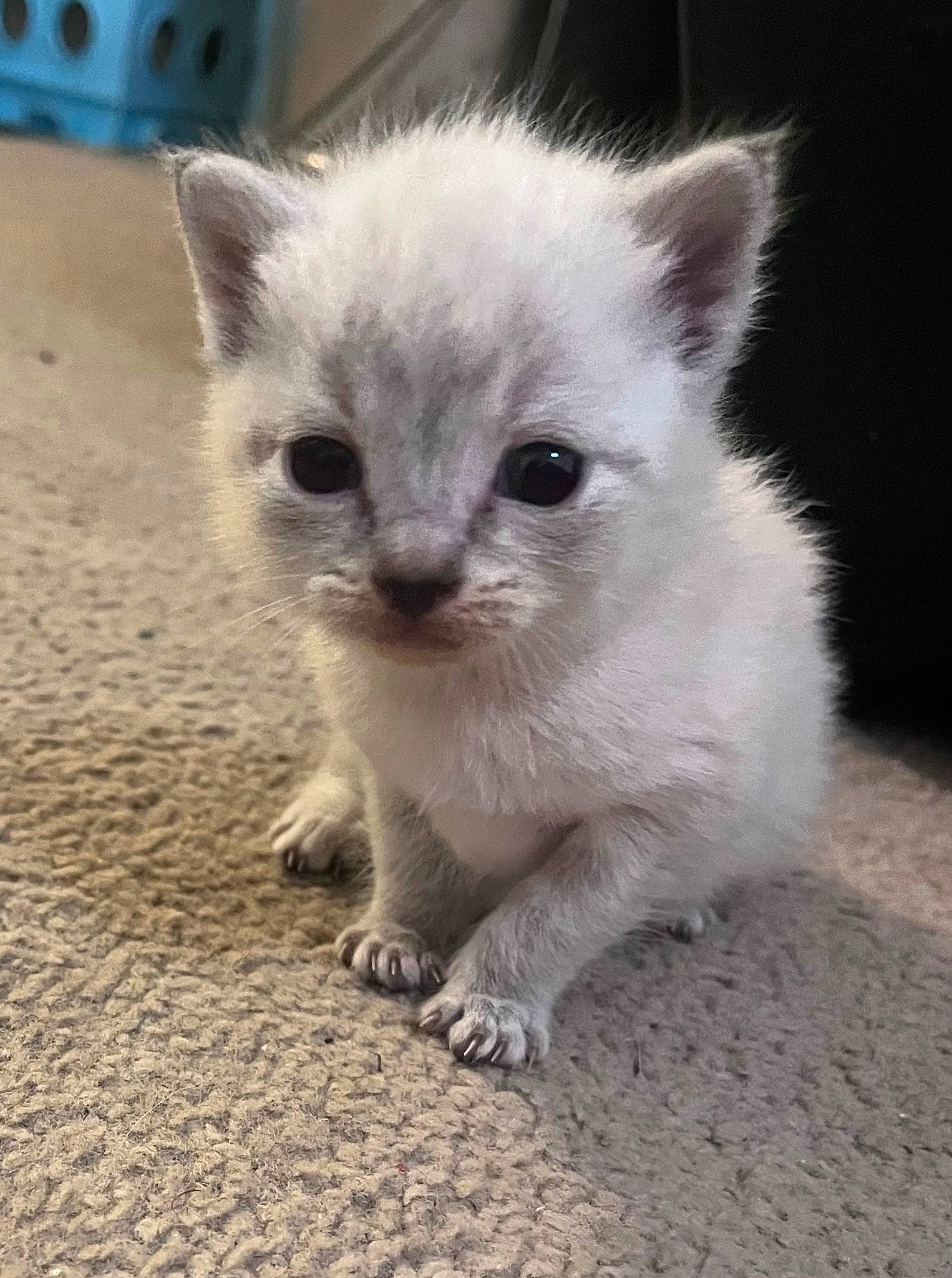 Jellybean is registered to the contest to win money with this photo: carnivore, cat, claw, comfort, curious, domestic_short_haired_cat, eye, fawn, felidae, fur, head, paw, photo_caption, small_to_medium_sized_cats, snout, tail, terrestrial_animal, whiskers