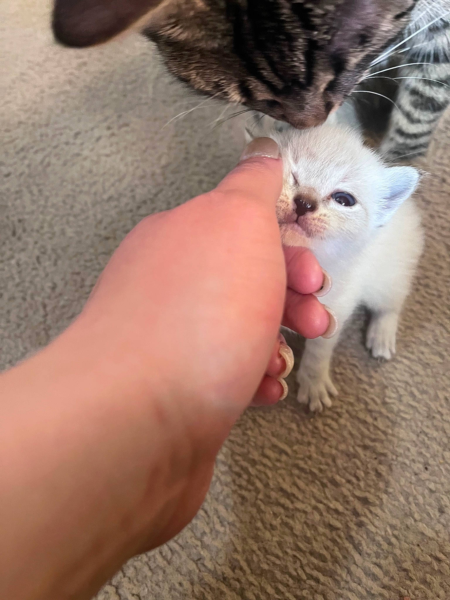 Jellybean joined the competition — help win amazing prizes! carnivore, cat, claw, comfort, domestic_short_haired_cat, fawn, felidae, finger, foot, fur, gesture, nail, paw, small_to_medium_sized_cats, snout, tail, thumb, toe, whiskers