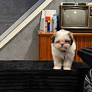 Mille joined the competition — help win amazing prizes! puppy, dog, fluffy, white, brown, black, vintage_television, paper_towel, air_freshener, spray_can, wooden_cabinet, indoor, furniture, blanket, fabric, retro, small_dog, pet, home, living_room