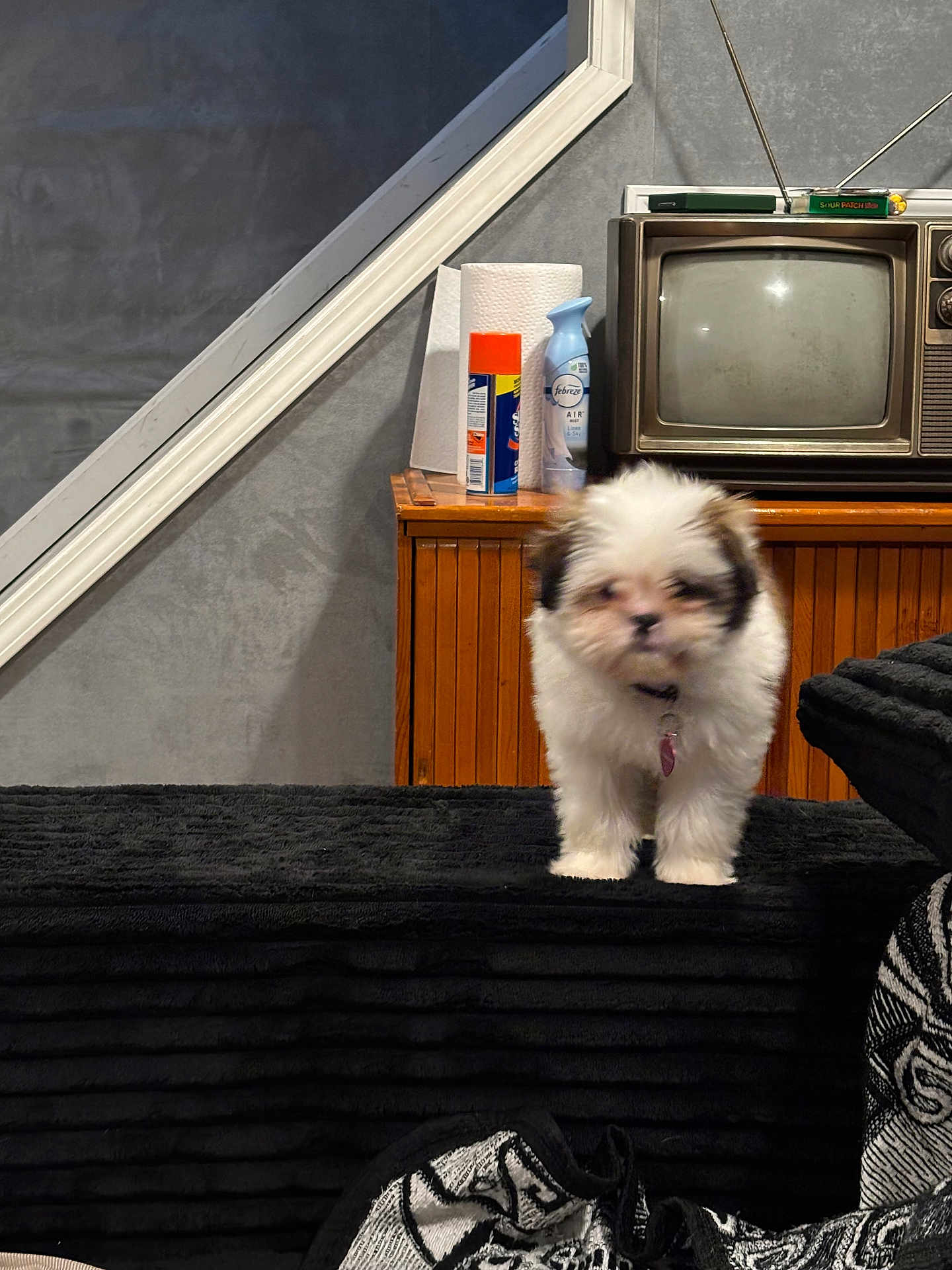 Mille joined the competition — help win amazing prizes! puppy, dog, fluffy, white, brown, black, vintage_television, paper_towel, air_freshener, spray_can, wooden_cabinet, indoor, furniture, blanket, fabric, retro, small_dog, pet, home, living_room