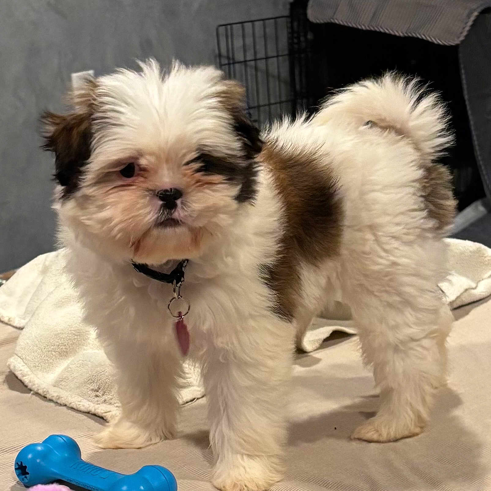 Mille joined the competition — help win amazing prizes! blue_bone, brown_fur, collar, crate, cute, dog, floor, fluffy, indoor, pet, pink_toy, playful, puppy, small_dog, standing, tag, towel, toy, white_fur, young_dog