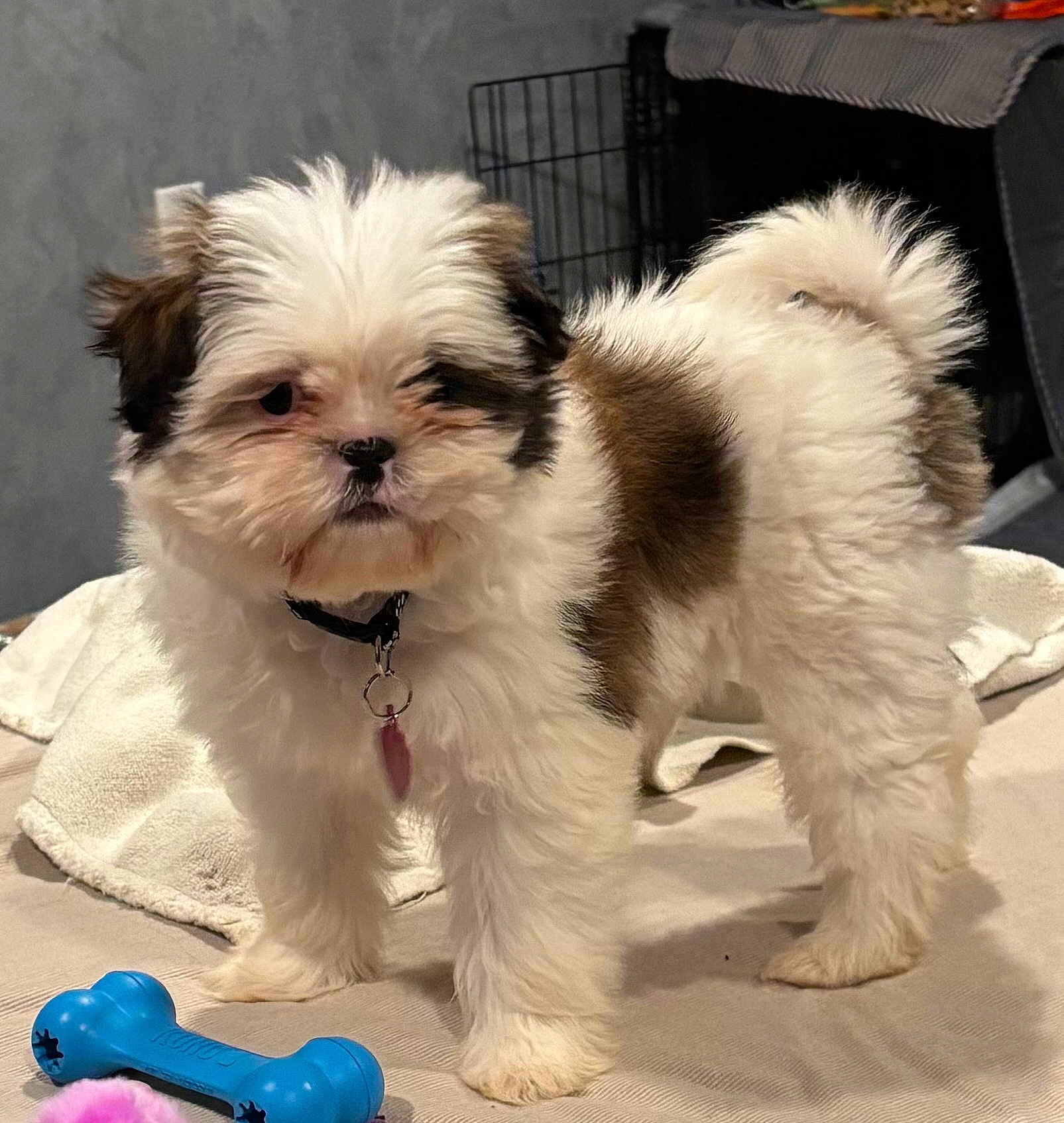 Mille joined the competition — help win amazing prizes! blue_bone, brown_fur, collar, crate, cute, dog, floor, fluffy, indoor, pet, pink_toy, playful, puppy, small_dog, standing, tag, towel, toy, white_fur, young_dog