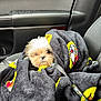 animal, blanket, car, colorful, cozy, cute, dog, door, fur, indoor, leash, pet, puppy, resting, seat, small, snuggled, travel, warm, window