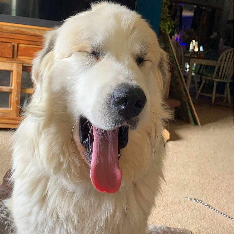 Maverick is registered to the contest to win money with this photo: animal, canine, carpet, companion, cute, dog, domestic, fluffy, friendly, fur, happy, indoor, living_room, mammal, pet, relaxed, sitting, tongue_out, white_dog, yawning