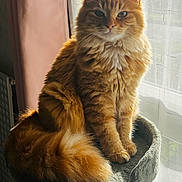Akina a rejoint le concours — aidez-le/la à gagner de superbes lots ! cat, orange_tabby, fluffy, feline, pet, indoor, window, curtains, sunlight, perch, sitting, fur, tail, relaxed, cozy, domestic_animal, animal, mammal, closeup, portrait
