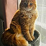 cat, orange_tabby, fluffy, feline, pet, indoor, window, curtains, sunlight, perch, sitting, fur, tail, relaxed, cozy, domestic_animal, animal, mammal, closeup, portrait