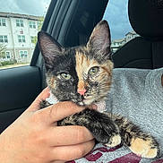Miko is registered to the contest to win money with this photo: kitten, cat, tortoiseshell, hand, person, car, window, rain, shirt, gray_clothing, green_eyes, fur, pet, cute, indoor, closeup, holding, animal, young, cozy