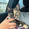 kitten, cat, tortoiseshell, hand, person, car, window, rain, shirt, gray_clothing, green_eyes, fur, pet, cute, indoor, closeup, holding, animal, young, cozy