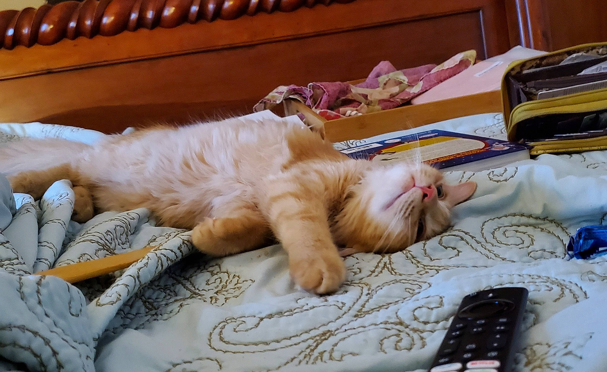 Whisper joined the competition — help win amazing prizes! bed, carnivore, cat, claw, comfort, domestic_short_haired_cat, fawn, felidae, flooring, foot, fur, linens, mobile_phone, nap, paw, room, small_to_medium_sized_cats, tail, textile, whiskers