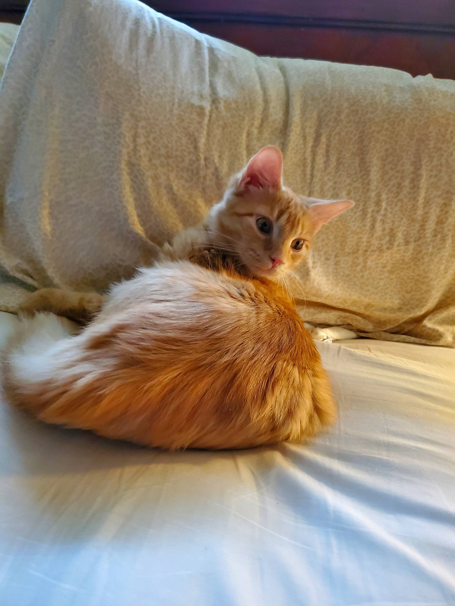 Whisper is registered to the contest to win money with this photo: bed, bedding, carnivore, cat, comfort, couch, domestic_short_haired_cat, fawn, felidae, flooring, fur, furniture, hardwood, human_leg, linens, paw, small_to_medium_sized_cats, tail, whiskers, wood