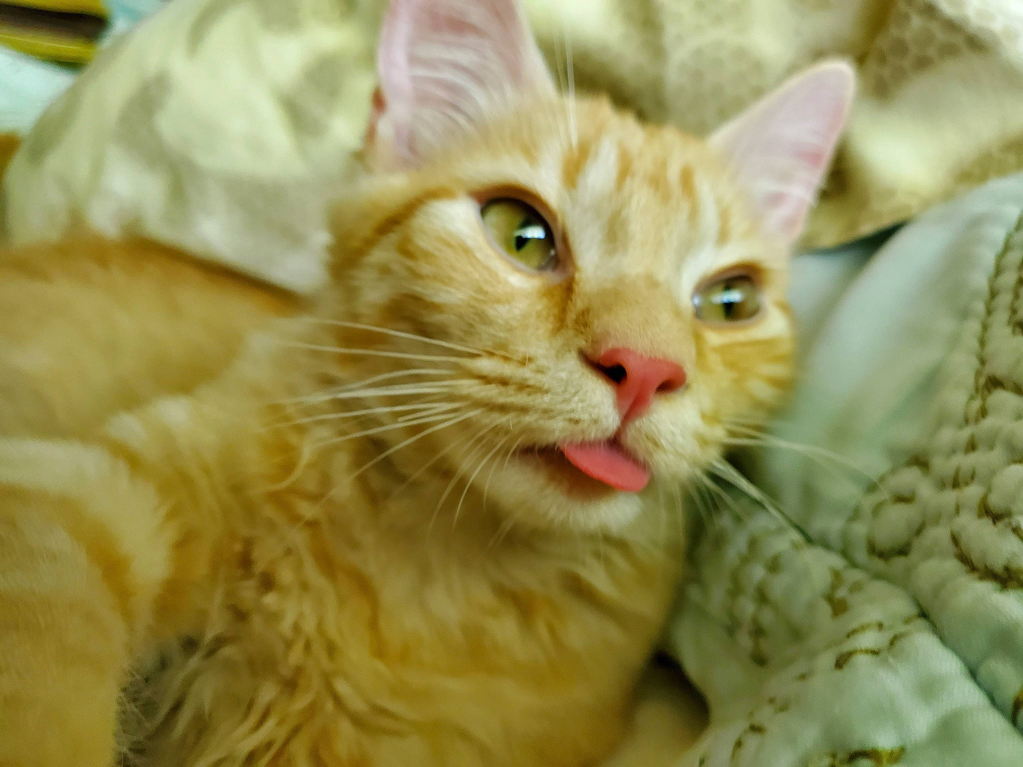 Whisper joined the competition — help win amazing prizes! carnivore, cat, claw, close_up, comfort, domestic_short_haired_cat, event, fawn, felidae, fur, paw, small_to_medium_sized_cats, tail, whiskers, window