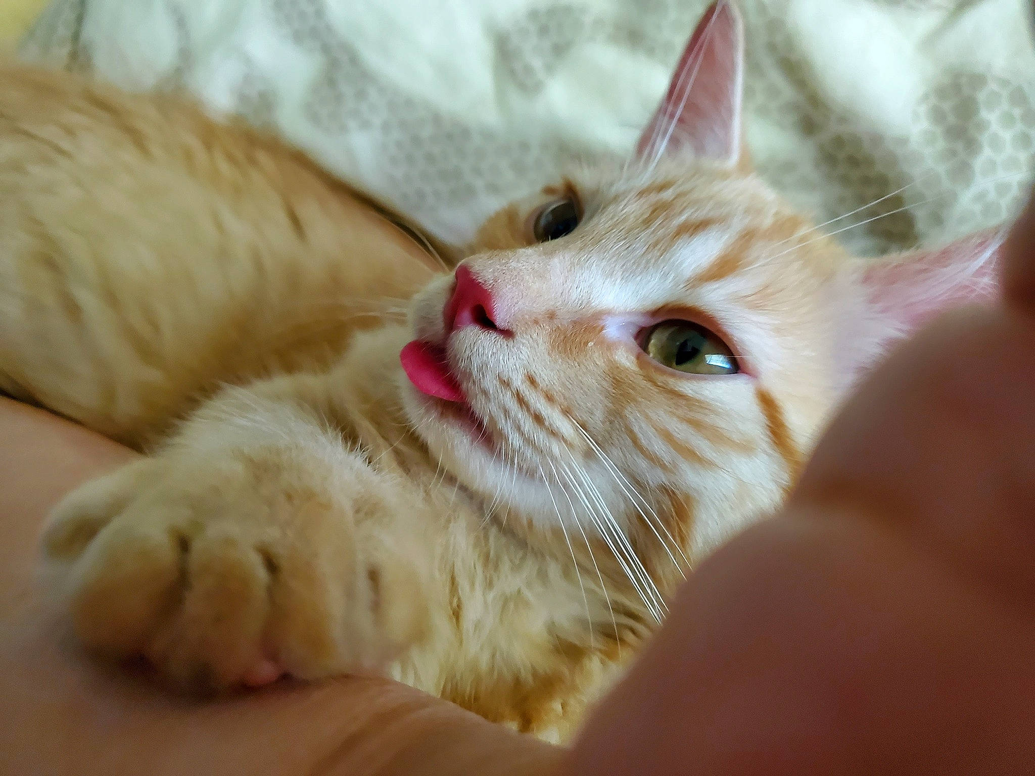 Whisper is registered to the contest to win money with this photo: carnivore, cat, cat_supply, claw, comfort, domestic_short_haired_cat, fawn, felidae, foot, fur, paw, small_to_medium_sized_cats, snout, tail, whiskers