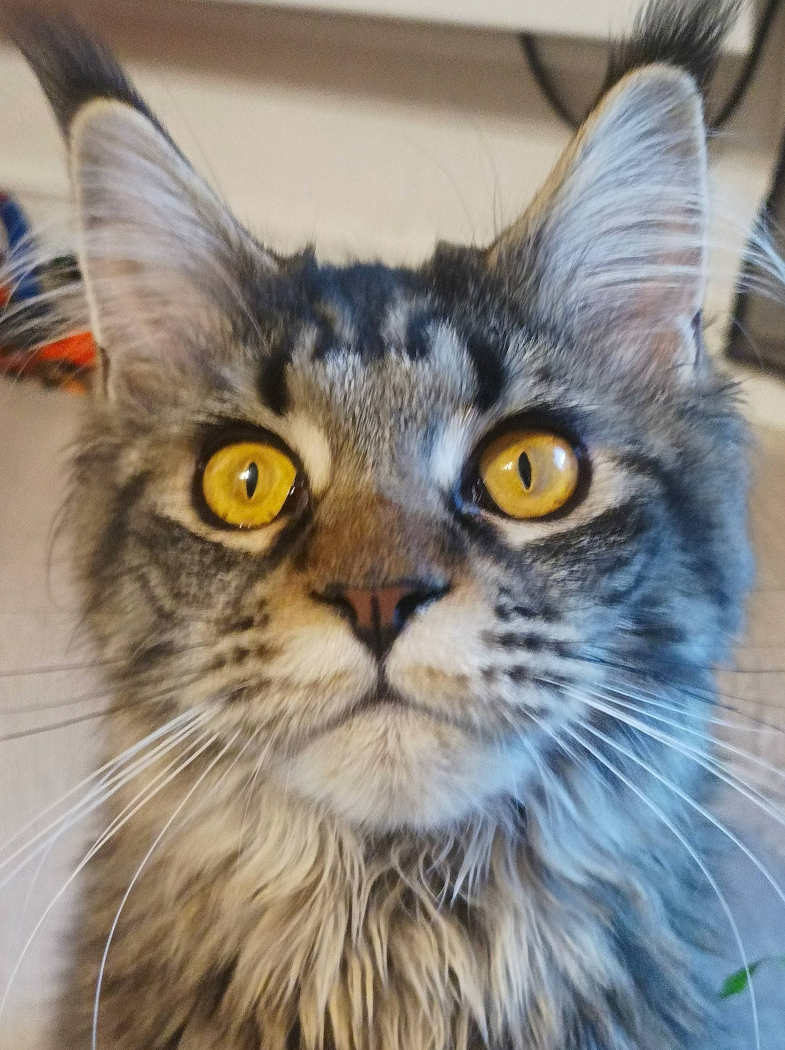 Tazzie a rejoint le concours — aidez-le/la à gagner de superbes lots ! carnivore, cat, domestic_short_haired_cat, eye, fawn, felidae, fur, grass, hair, iris, maine_coon, small_to_medium_sized_cats, snout, surprised, terrestrial_animal, whiskers, wildlife