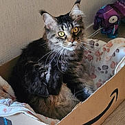 Tazzie a rejoint le concours — aidez-le/la à gagner de superbes lots ! cat, tabby_cat, cardboard_box, blanket, paw_prints, indoor, floor, toy, fish_toy, pet, feline, fur, whiskers, alert, yellow_eyes, cozy, resting, soft_texture, domestic_animal, home