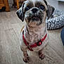 dog, small_dog, indoor, wooden_floor, red_harness, pet, animal, cute, looking_up, furniture, dog_bed, flooring, domestic, canine, companion, household, portrait, fur, ears, whiskers
