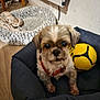 Jade a rejoint le concours — aidez-le/la à gagner de superbes lots ! dog, pet_bed, yellow_soccer_ball, indoor, wooden_floor, small_dog, furry, brown_and_white, toy, cozy, chair, blanket, patterned, wall, floor, domestic, animal, leash, resting, cute