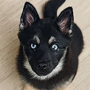 Yuko a rejoint le concours — aidez-le/la à gagner de superbes lots ! puppy, dog, blue_eyes, black_fur, tan_fur, close_up, pet, animal, cute, young, looking_up, portrait, indoor, floor, ears_up, furry, small, adorable, canine, domestic_animal