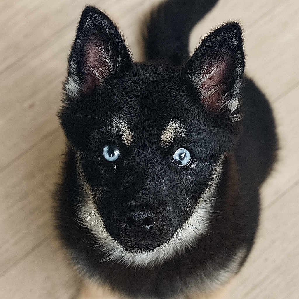 Yuko a rejoint le concours — aidez-le/la à gagner de superbes lots ! adorable, animal, black_fur, blue_eyes, canine, close_up, cute, dog, domestic_animal, ears_up, floor, furry, indoor, looking_up, pet, portrait, puppy, small, tan_fur, young