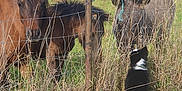 Aïko participe au concours pour gagner de l'argent avec cette photo : animal_interaction, animals, black_and_white, brown, canine, curious, daylight, dog, donkey, equine, farm, fence, field, grass, meeting, nature, outdoor, pet, pony, rural