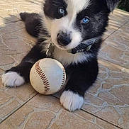 Aïko participe au concours pour gagner de l'argent avec cette photo : puppy, dog, blue_eyes, baseball, outdoor, tile_floor, black_and_white, pet, collar, paw, playful, cute, animal, young_dog, fur, sunlight, garden, resting, toy, closeup